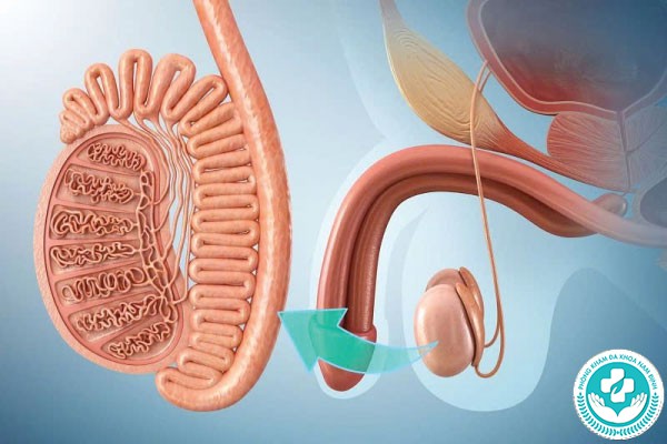 hình ảnh tinh hoàn bình thường hình ảnh tinh hoàn bình thường