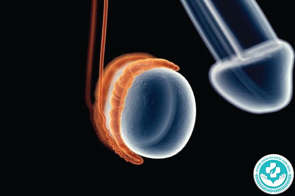 hình ảnh tinh hoàn bình thường hình ảnh tinh hoàn bình thường