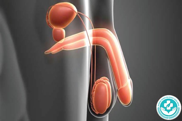 hình ảnh tinh hoàn bình thường hình ảnh tinh hoàn bình thường