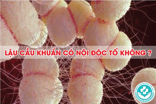 lậu cầu khuẩn có nội độc tố không