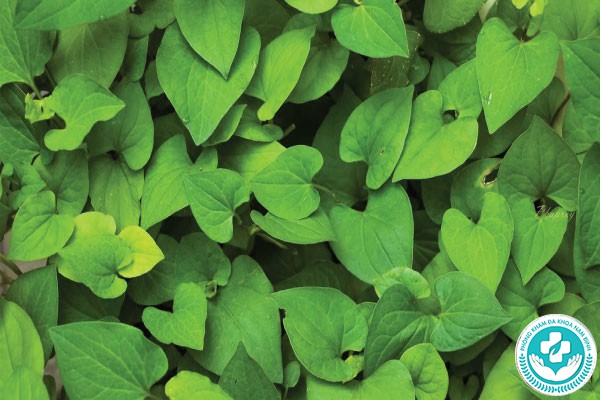 mẹo chữa viêm lộ tuyến cổ tử cung tại nhà